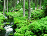 2013 Weißer Main bei Bischofsgrün