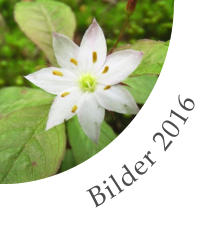 Bilder 2016